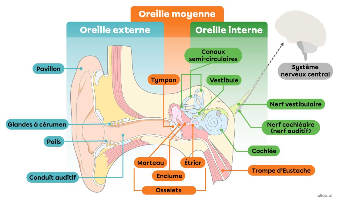 Schéma de l’oreille : comprendre simplement le fonctionnement de votre audition