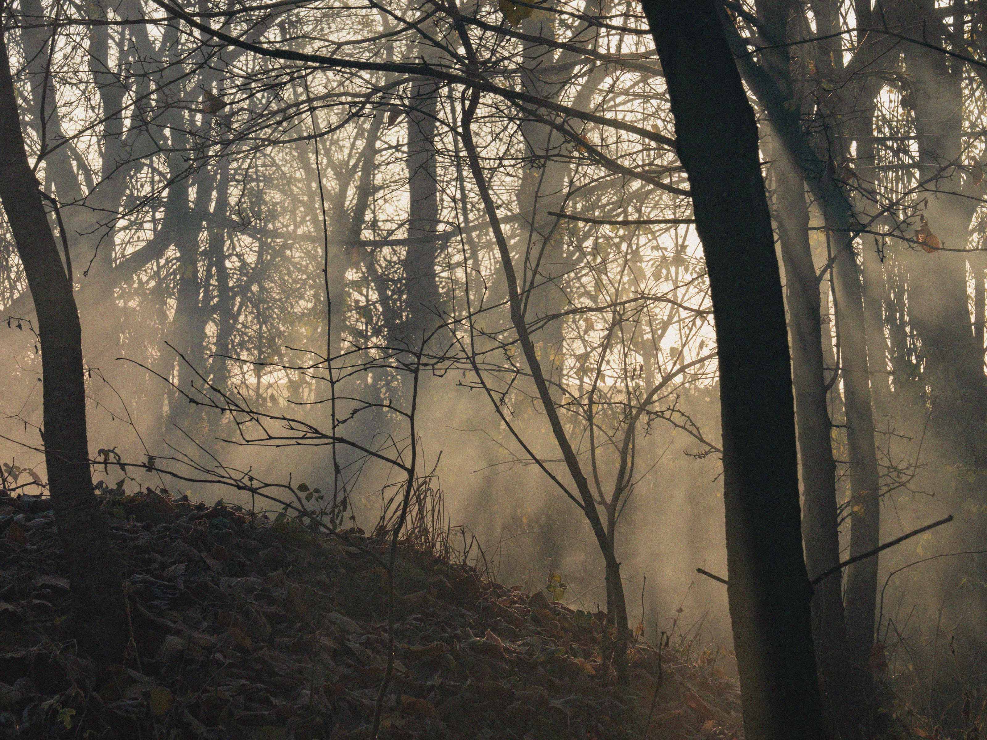 Teutoburger Wald Bild