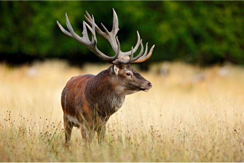 Wildlife regulation