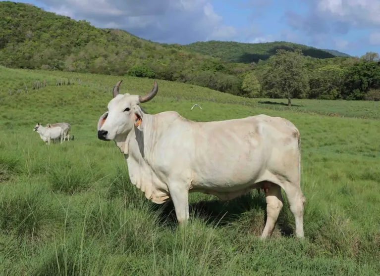 Vache de race Brahman dans son environnement naturel servant de modèle au jumeau numérique holographique.