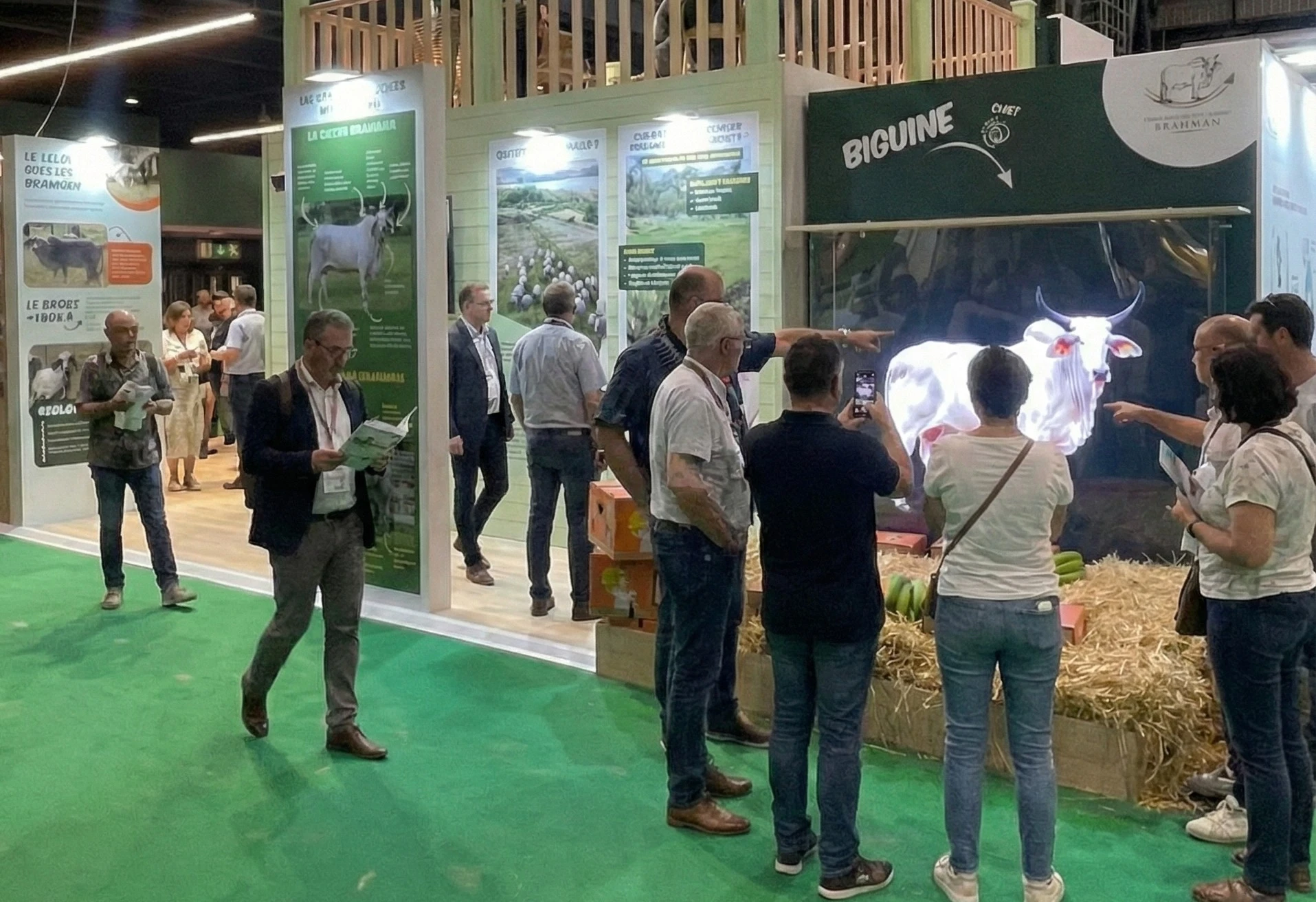 Vache de race Brahman dans son environnement naturel servant de modèle au jumeau numérique holographique.