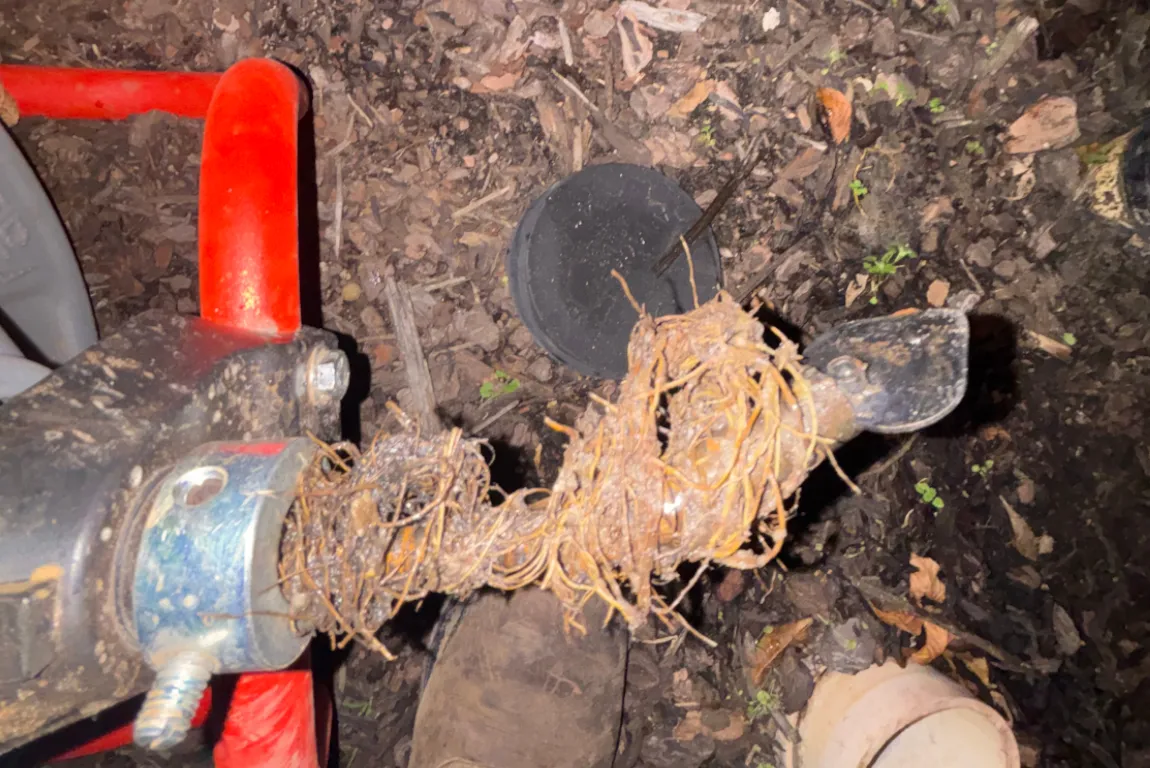 A severe tree root intrusion in a DFW cast iron sewer pipe.