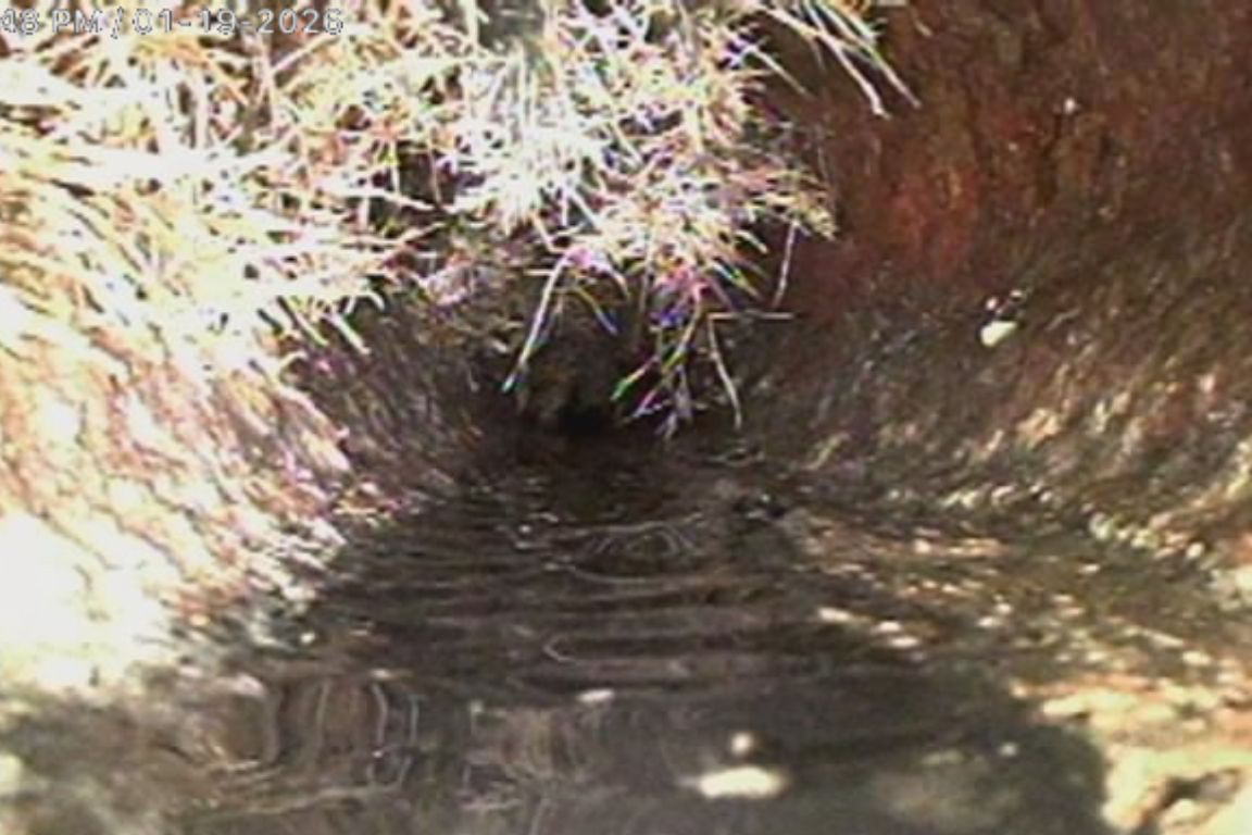 large root intrusion in sewer line to be treated with hydro jetting, mother modern plumbing
