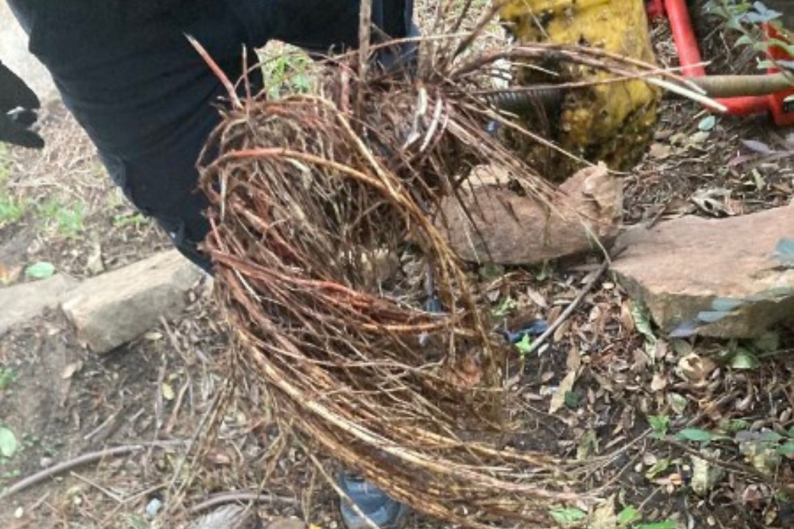 massive tree root intrusion in broken sewer pipe section, mother modern plumbing