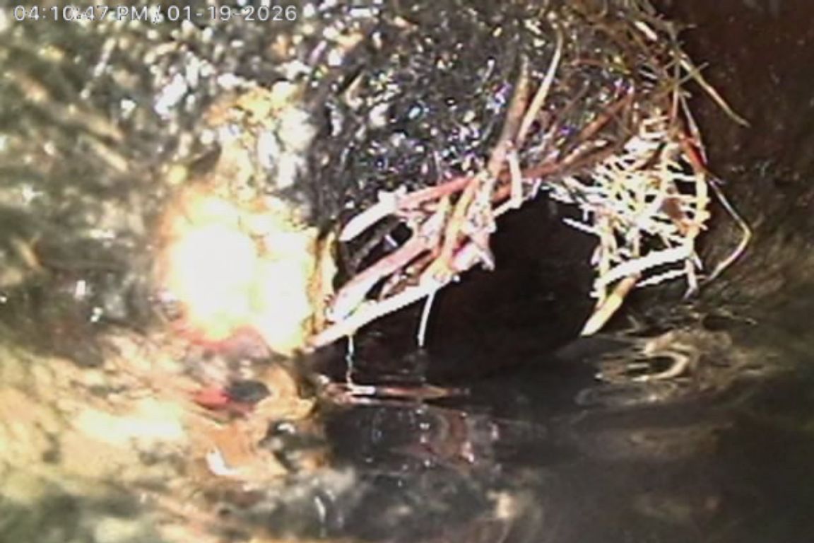 dallas sewer line with tree root intrusion, sewer camera inspection footage, mother modern plumbing