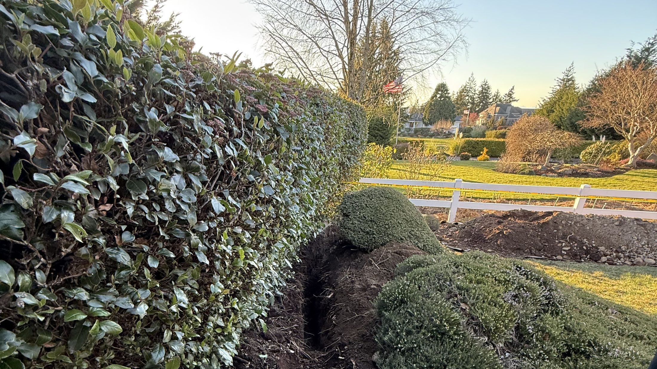 Irrigation trench cut along a laurel hedge line