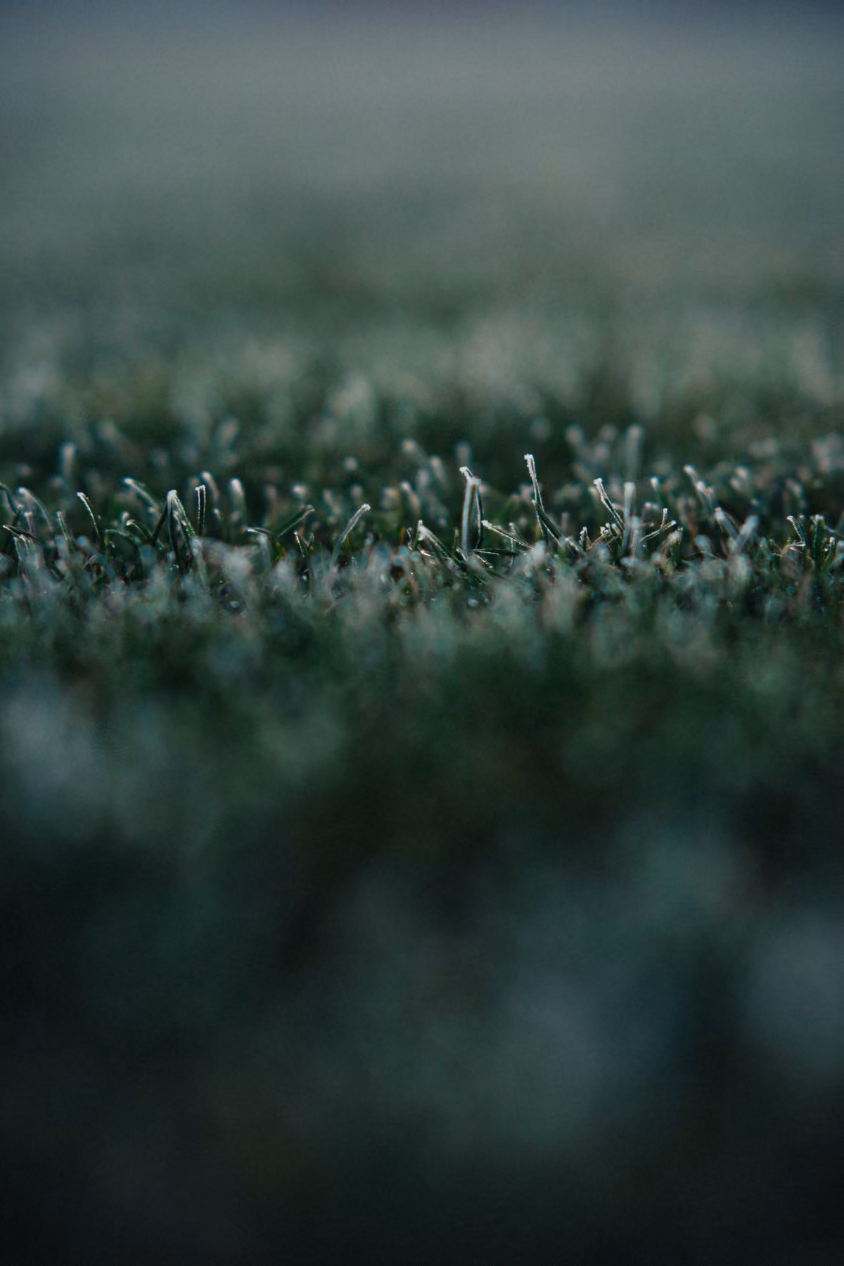 Frost on lawn grass on a cold morning
