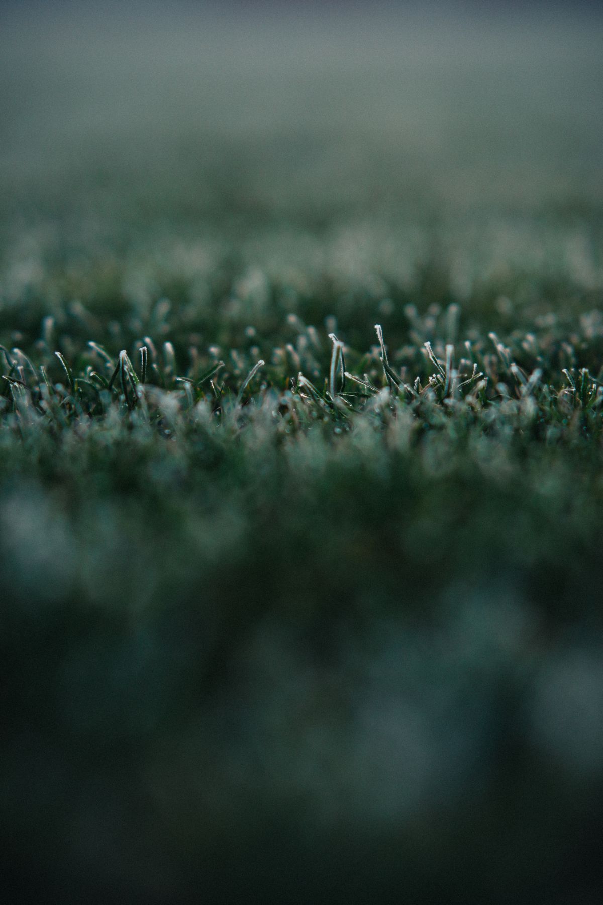 Frost on lawn grass on a cold morning