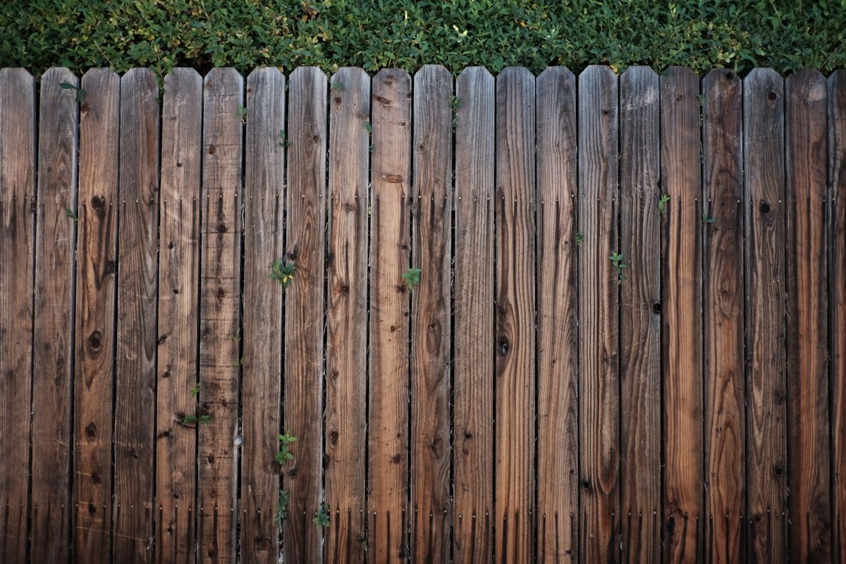 Wood fence with greenery along the boards