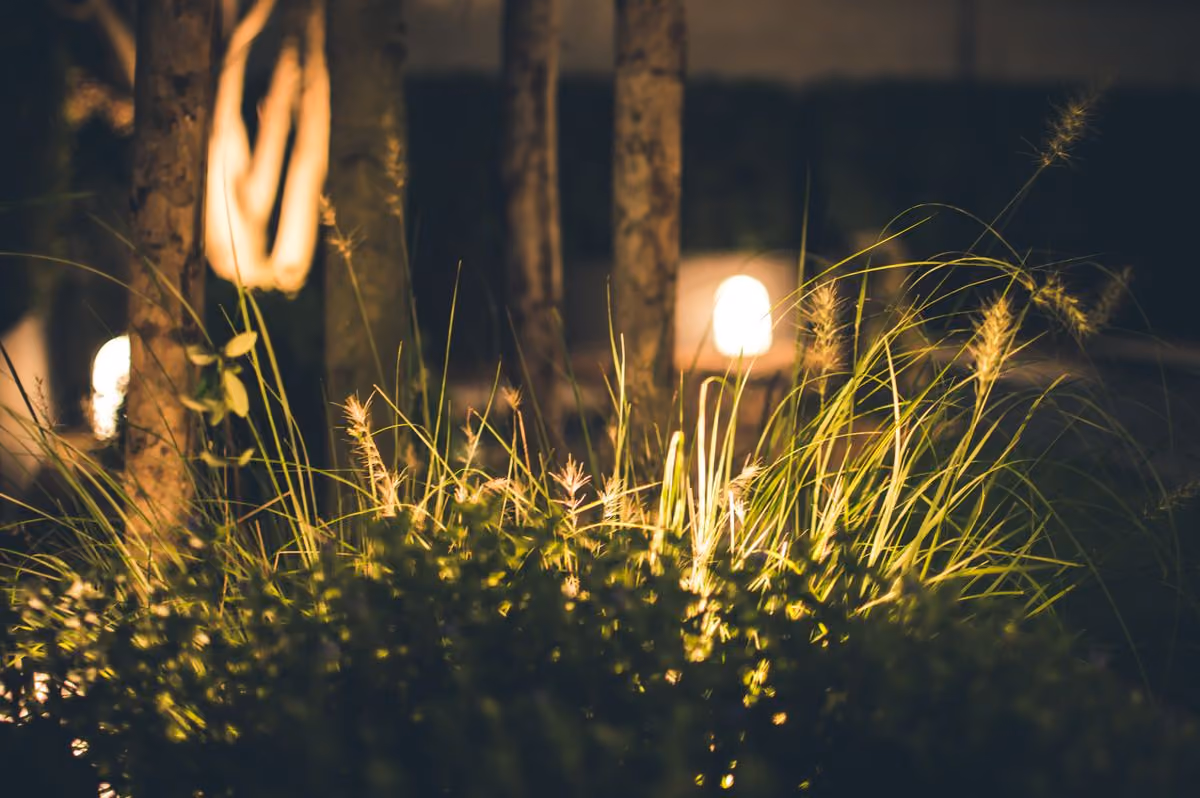 Garden lawn and trees lit with low-voltage lights at night