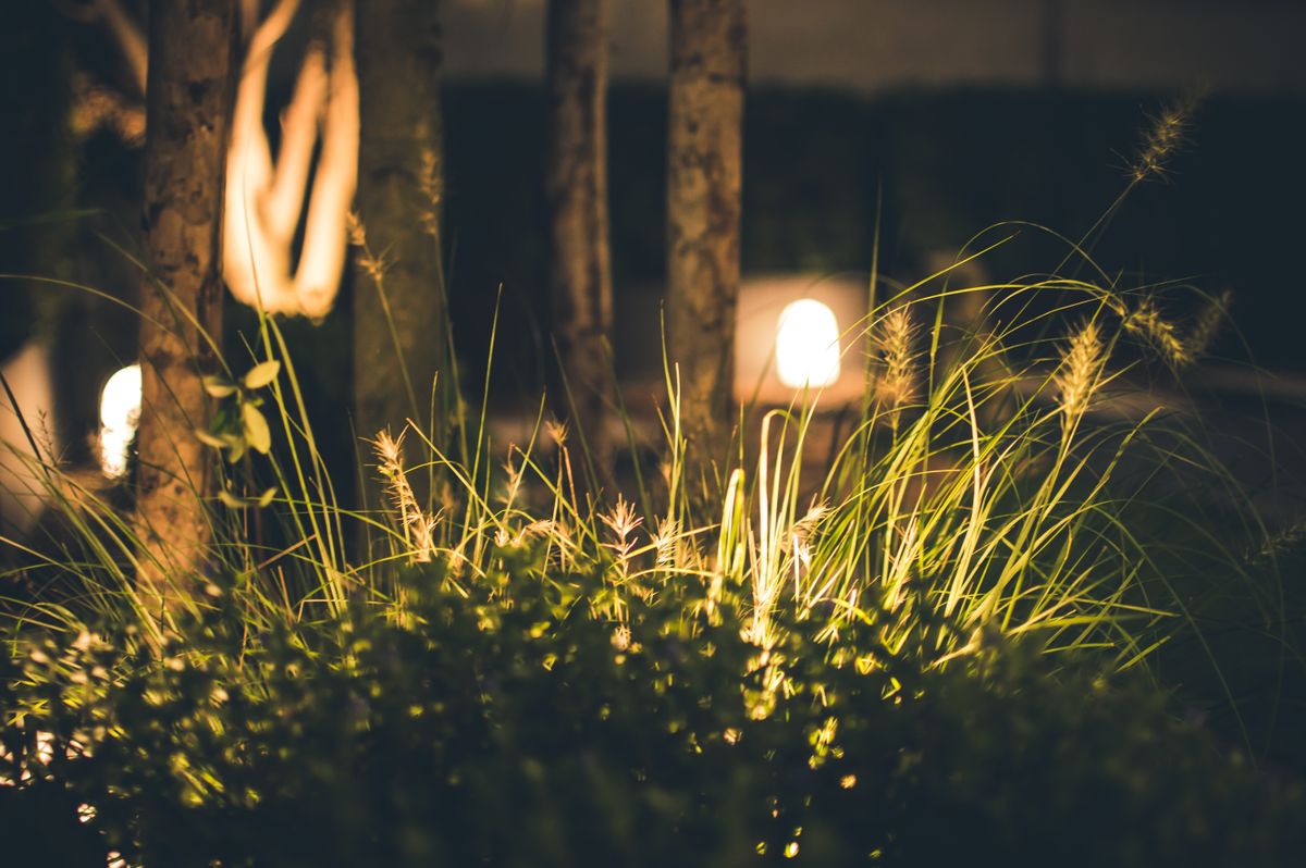 Garden lawn and trees lit with low-voltage lights at night