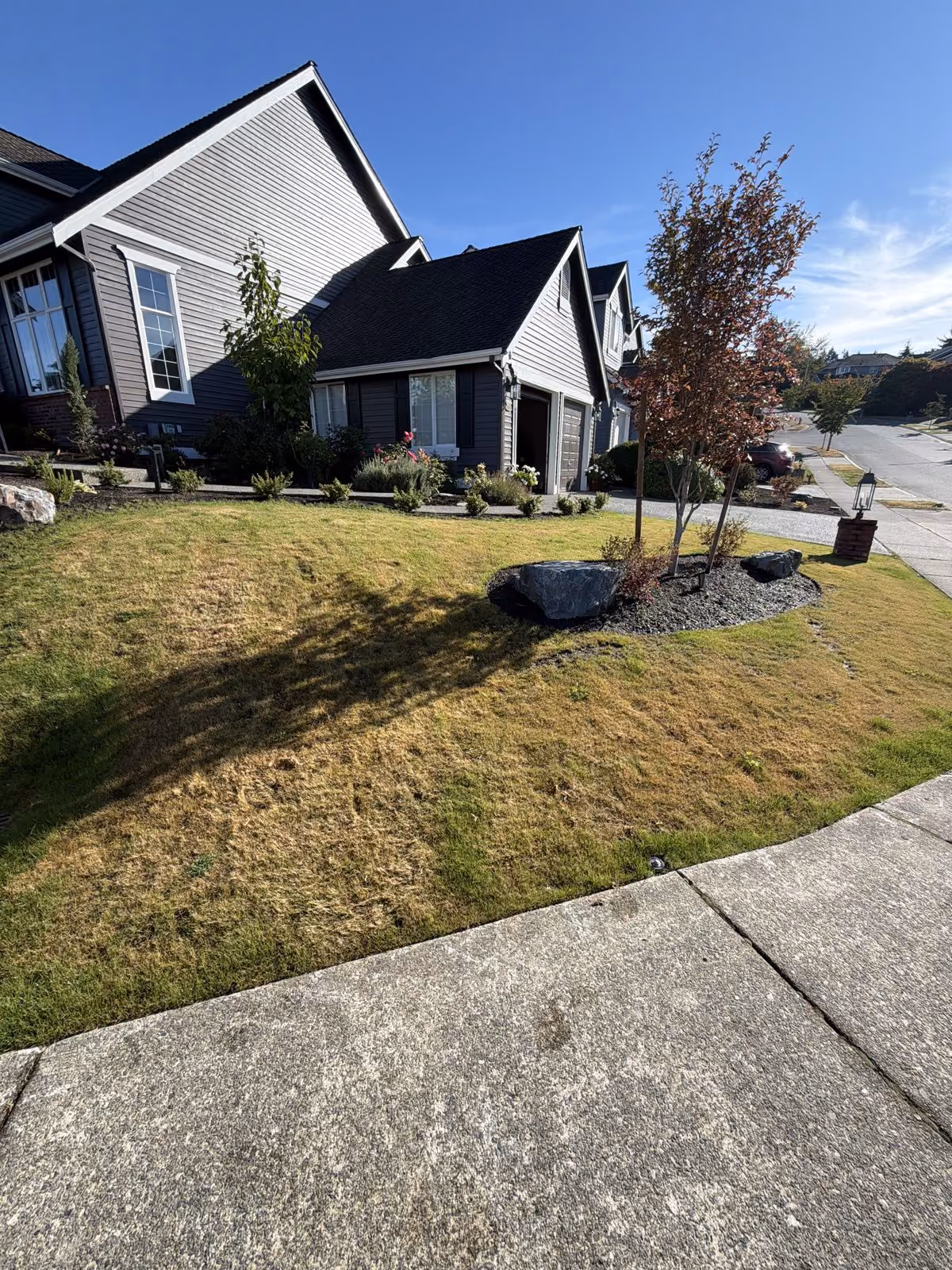 Front lawn with brown, dry patches on a slope beside the sidewalk, September 9