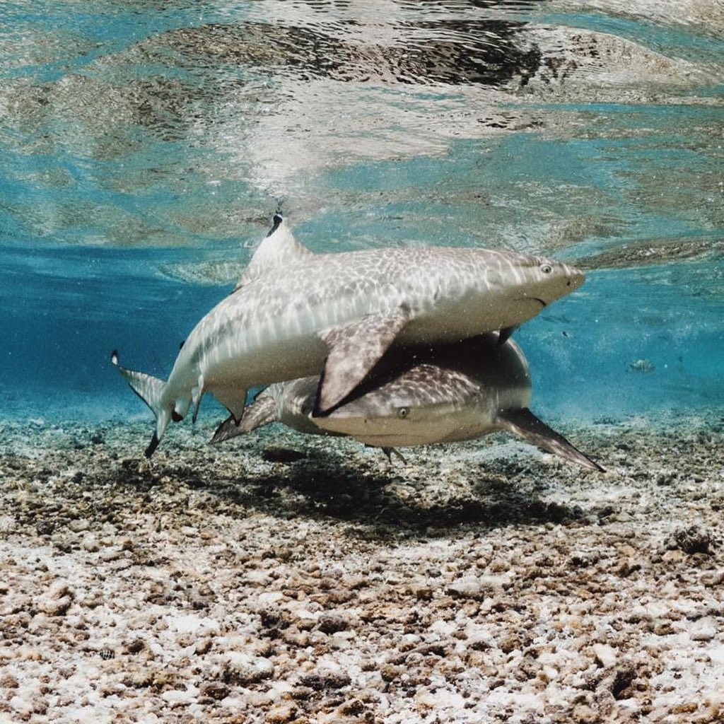 A shark in clear blue shallow waters