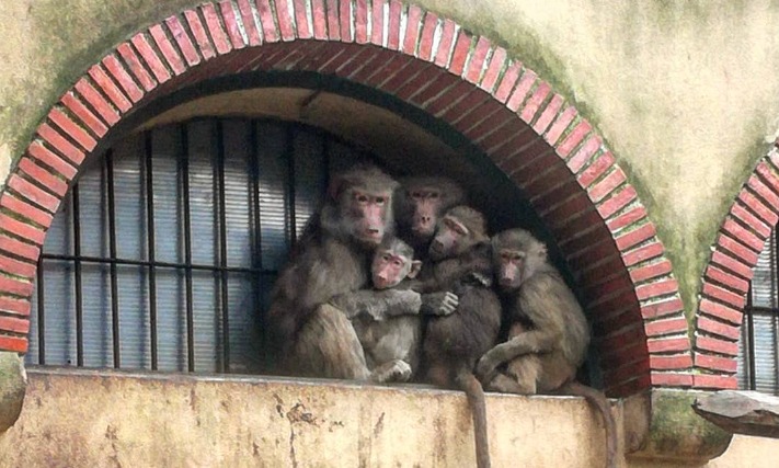 Fotografia tirada pela autora no Jardim Zoológico de Lisboa em dezembro de 2017