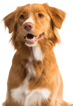 Book Your Appointment Today Image - Pet X Webflow Template