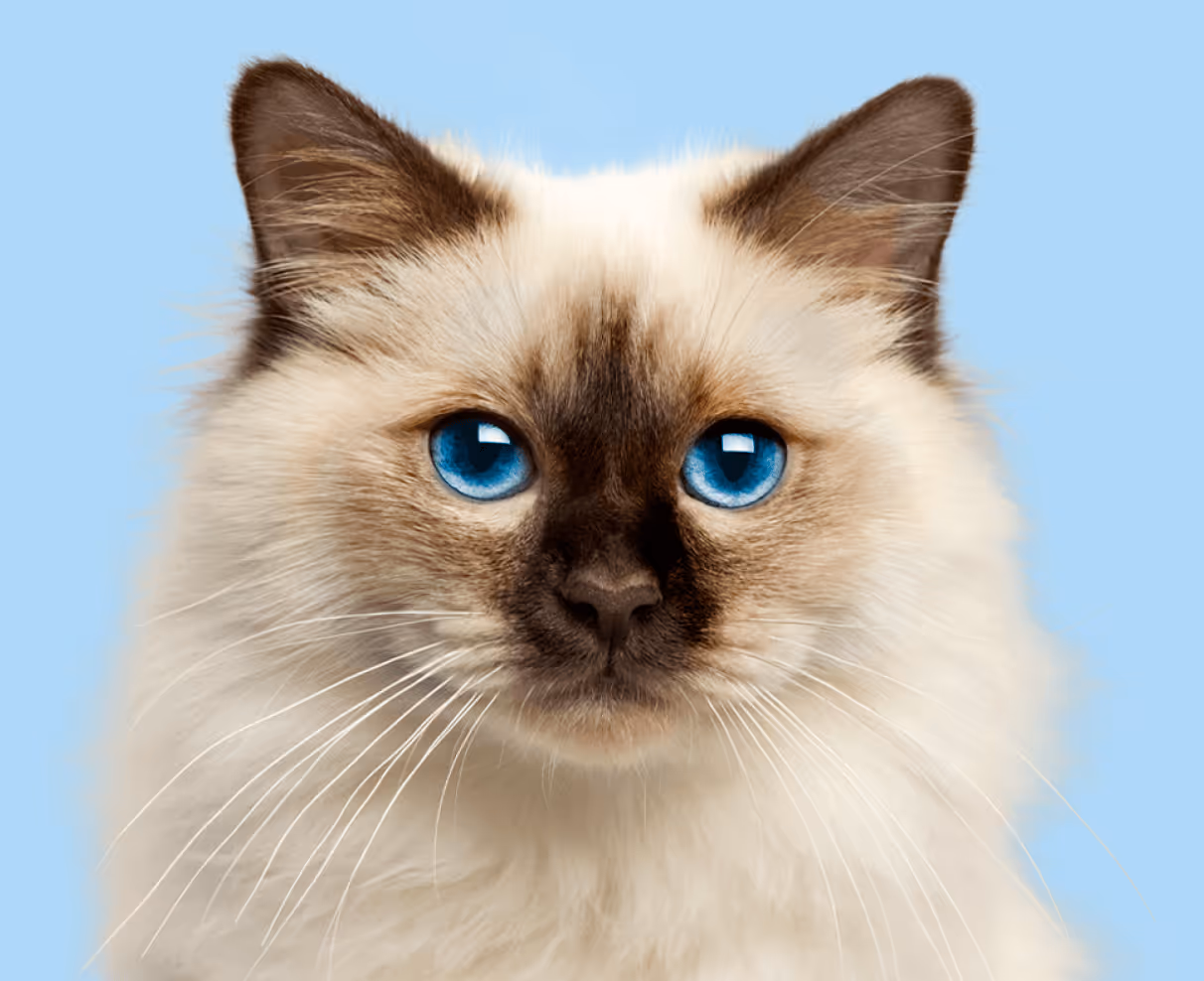 Cat Image - Pet X Webflow Template