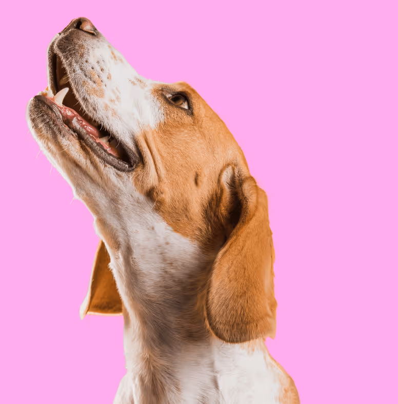 Our Mission Image - Pet X Webflow Template