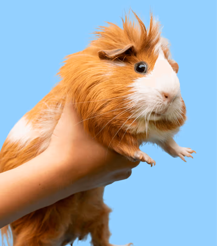 Keeping Animals Healthy Image - Pet X Webflow Template