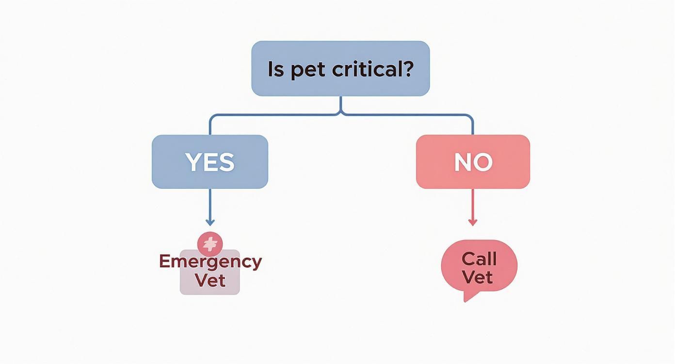 Infographic about 24 hour veterinary