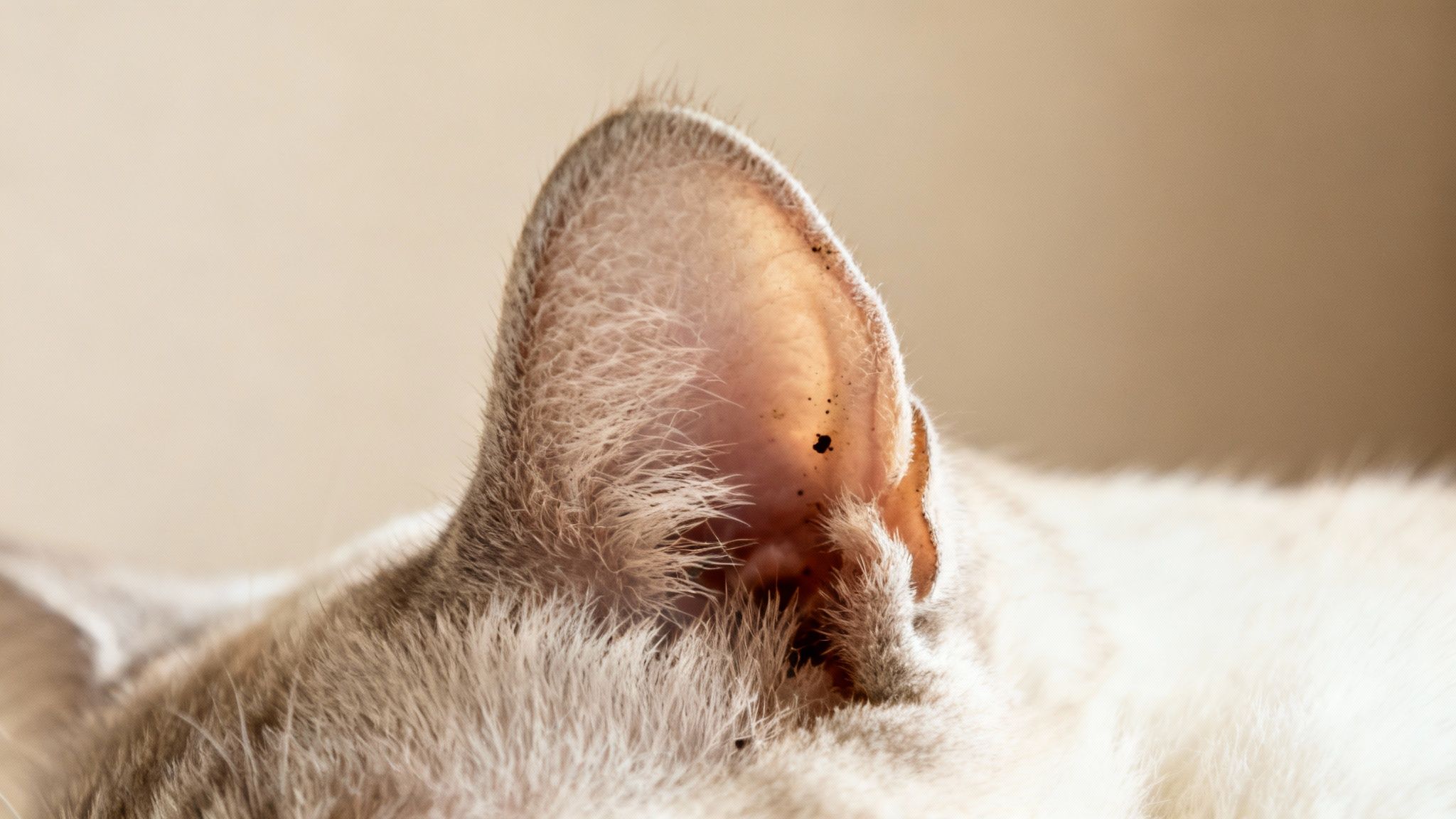 A close-up view of a cat's ear with dark debris, indicating a possible ear mite infestation.