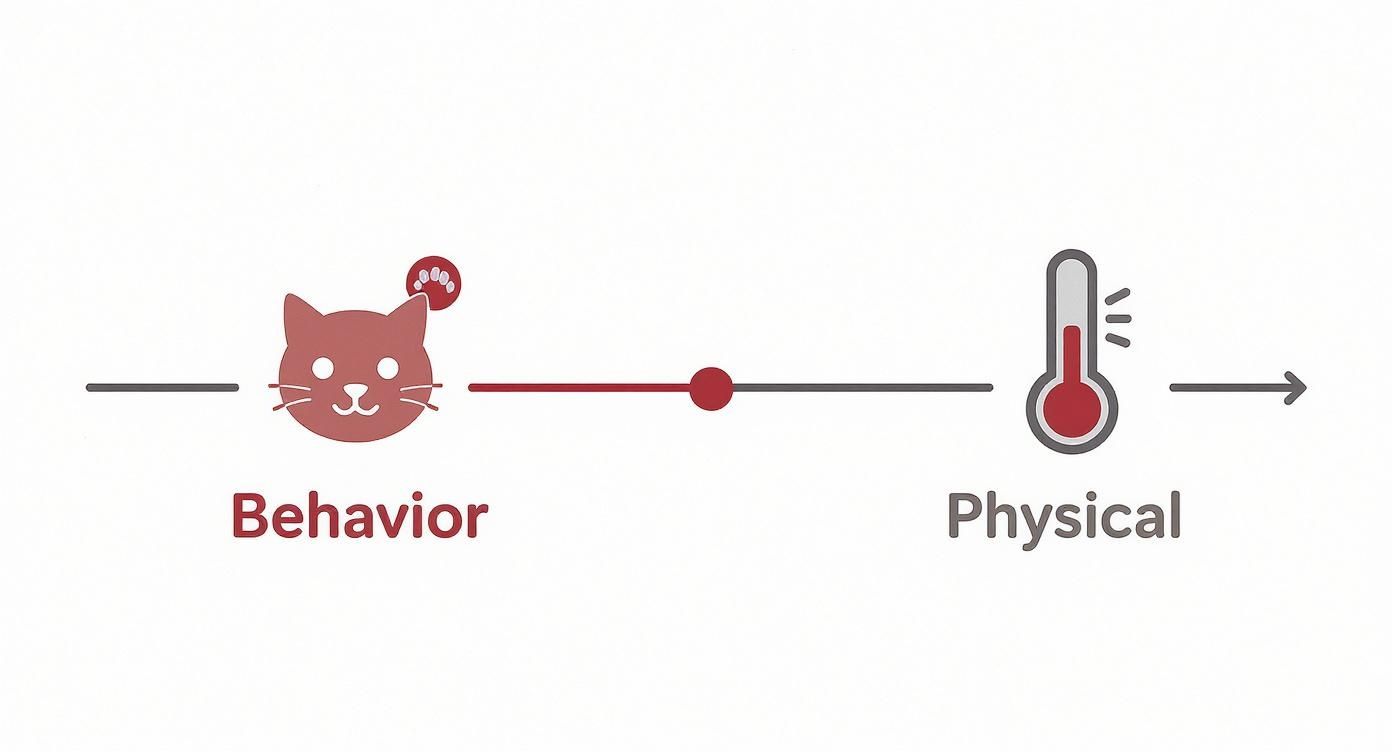 Infographic about signs of rabies in cats