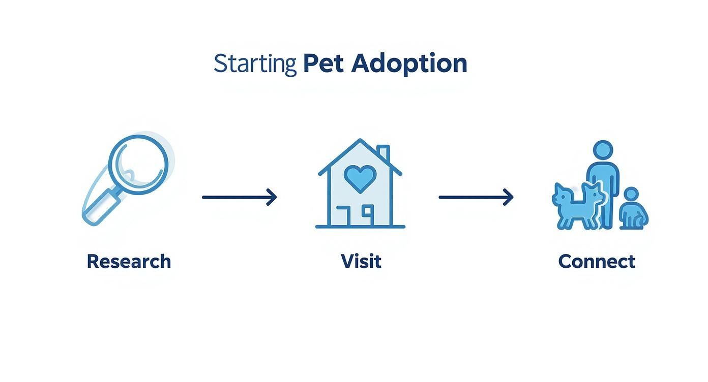 Infographic about pet adoption dubai