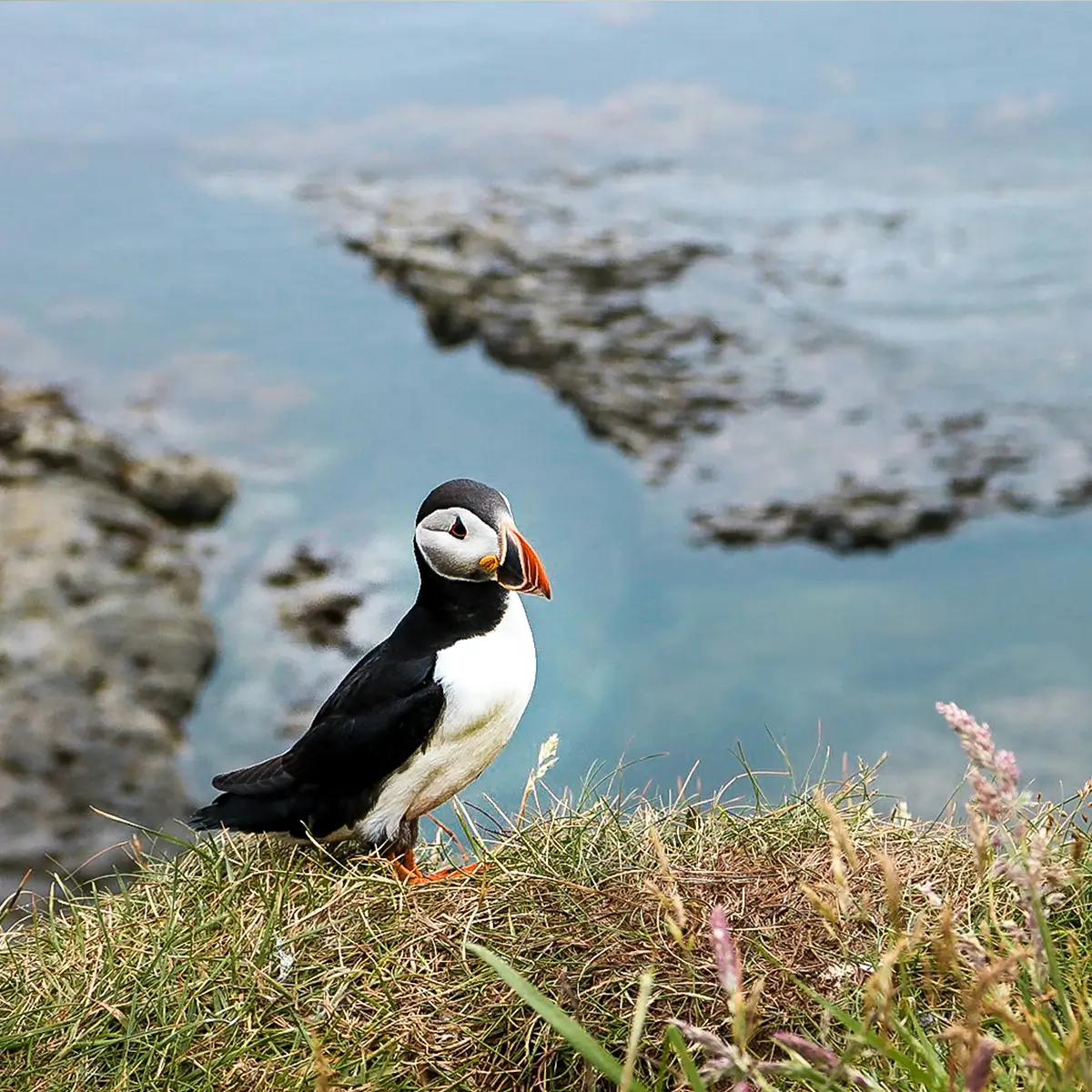 Puffin standing on grassy cliff with blurred rocky water in the background.
