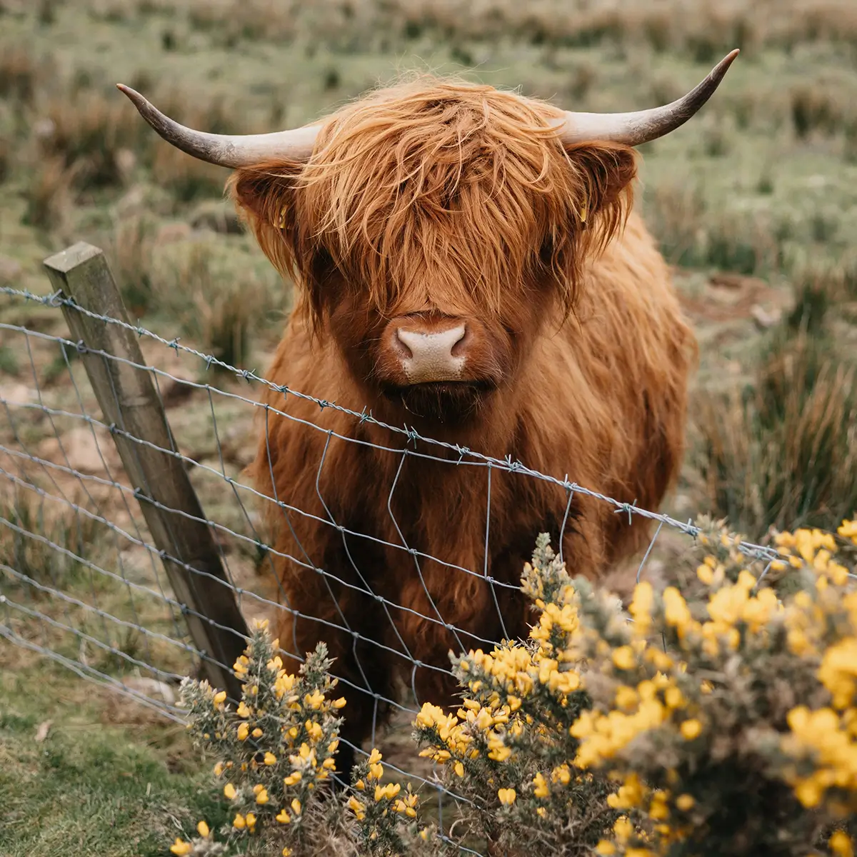 Highland cow with long reddish fur and horns stands behind a barbed wire fence with yellow flowers.