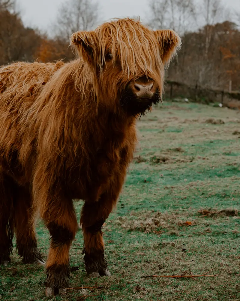 Close-up of a brown Highland cow with long shaggy hair covering its eyes standing on grass.
