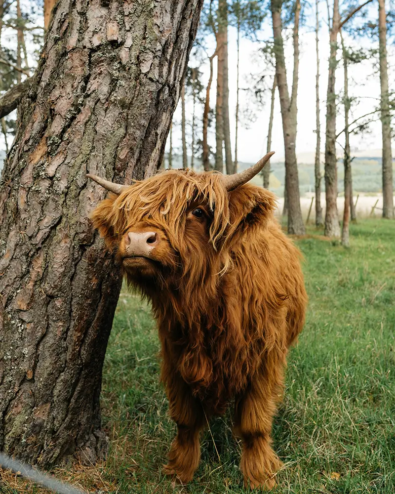 A shaggy Highland cow with curved horns stands near a tree in a grassy forest area.