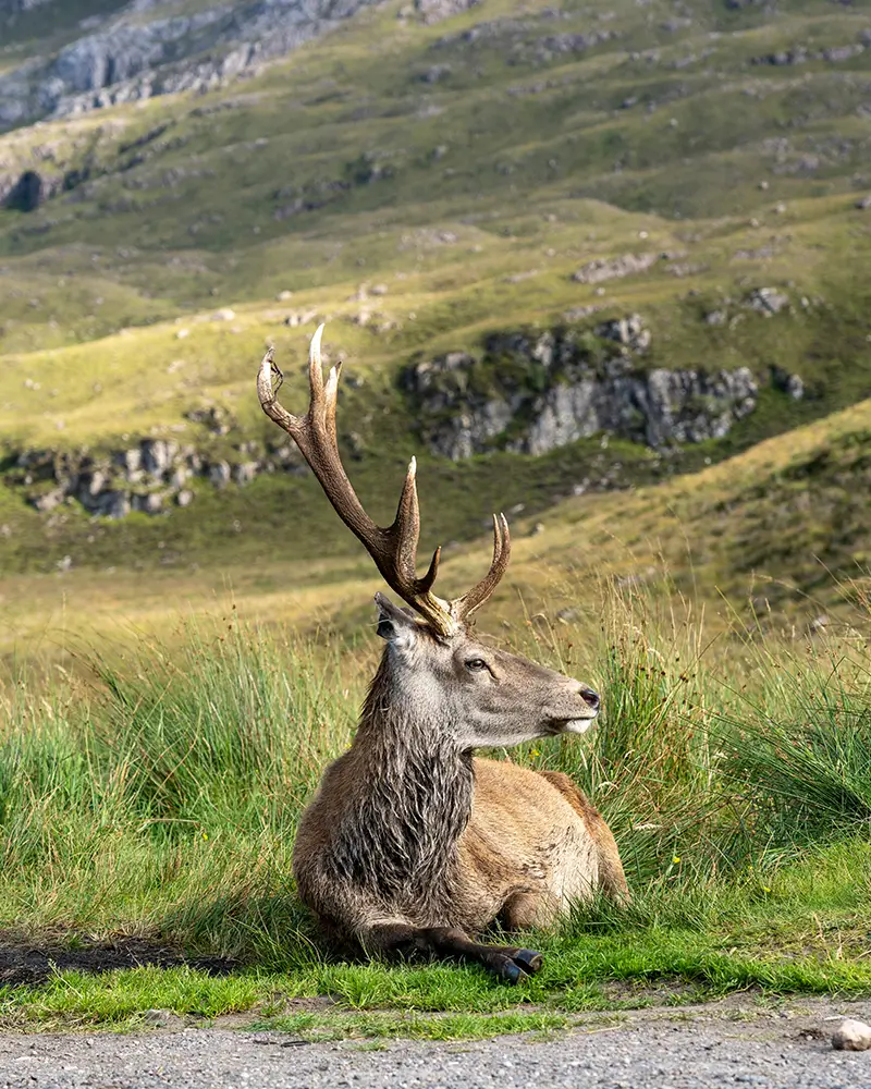A deer with large antlers resting on grass in a mountainous landscape.