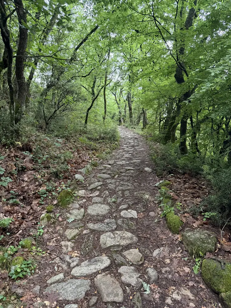 Centuries-old cobbled footpath through the oak forest below the rocks