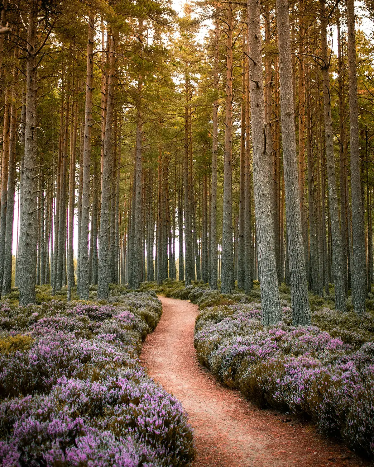Forest trail through woodland in Cairngorms National Park
