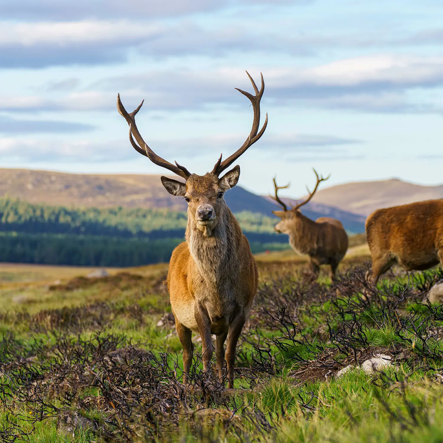 Red deer in the Cairngorms National Park