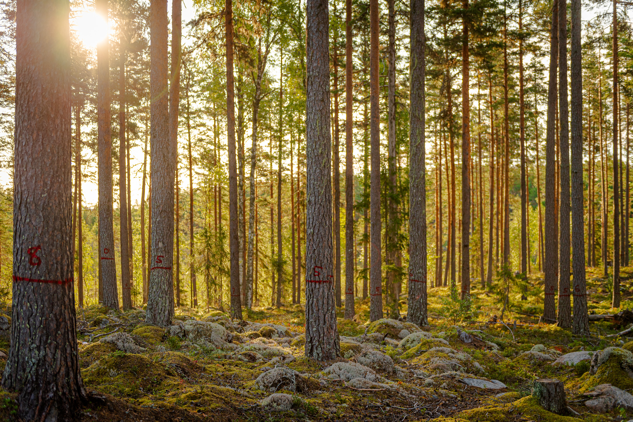 Furuskog i Sverige med merkede trær