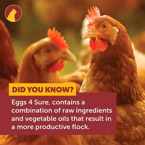 chook Did you know.jpg