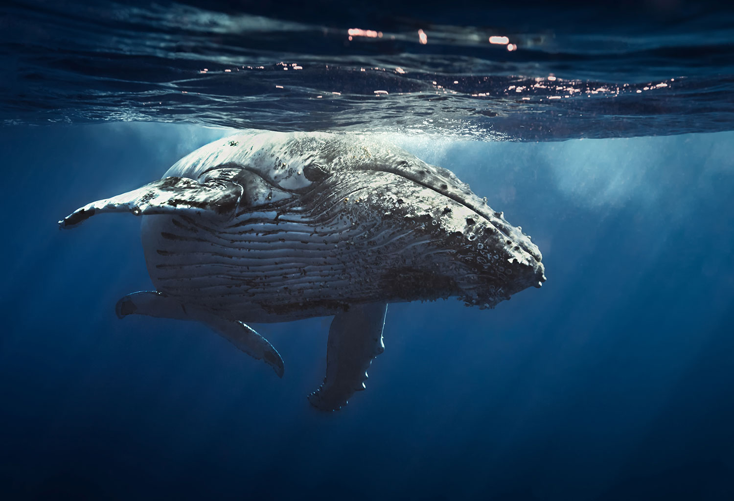 Yunus’ Whale