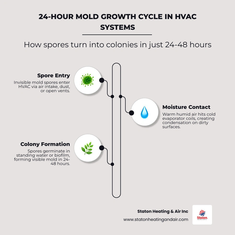 24-hour mold growth cycle in HVAC systems showing spore entry, moisture contact, and colony formation - how proper hvac 24-hour mold growth cycle in HVAC systems showing spore entry, moisture contact, and colony formation - how proper hvac