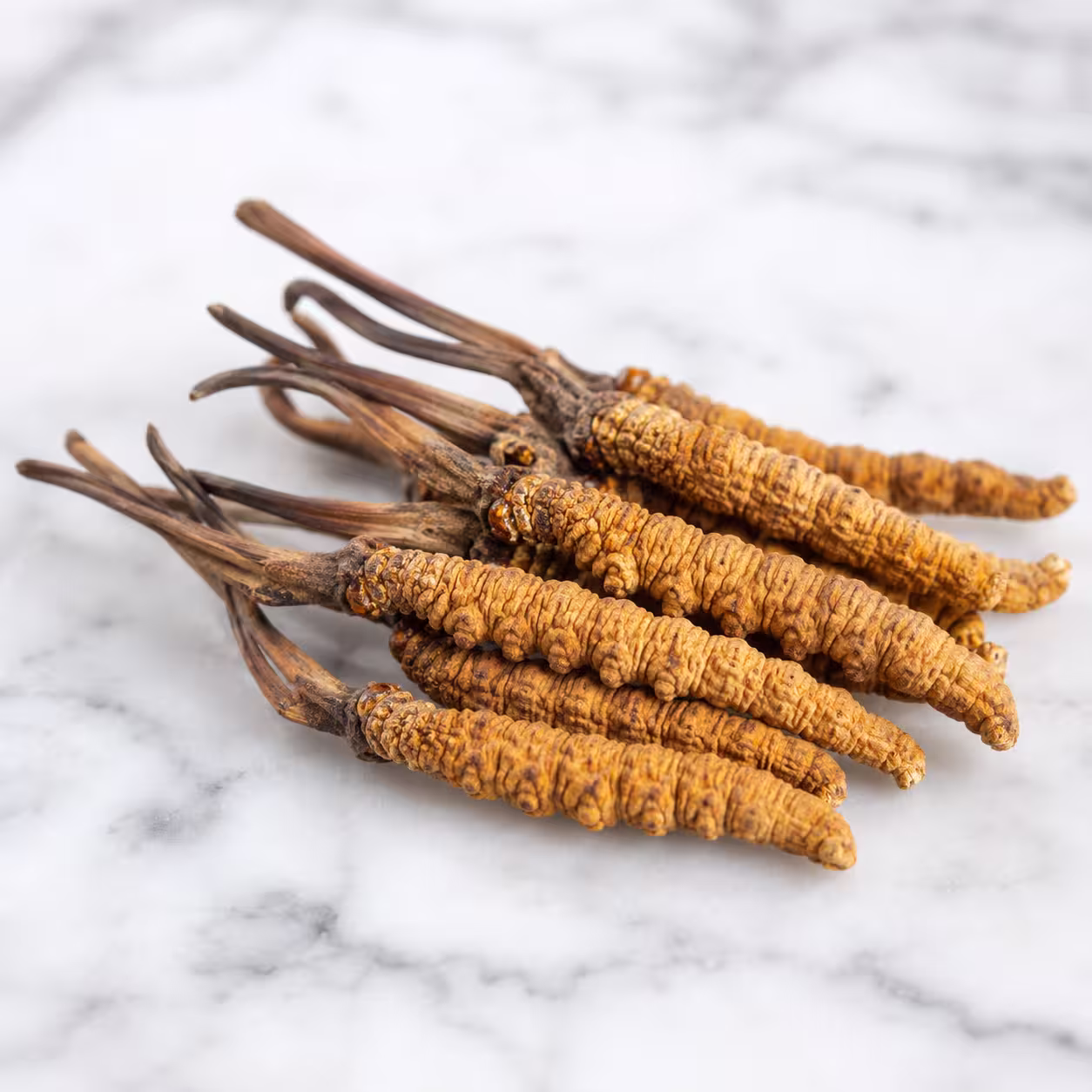Cordyceps Mushroom