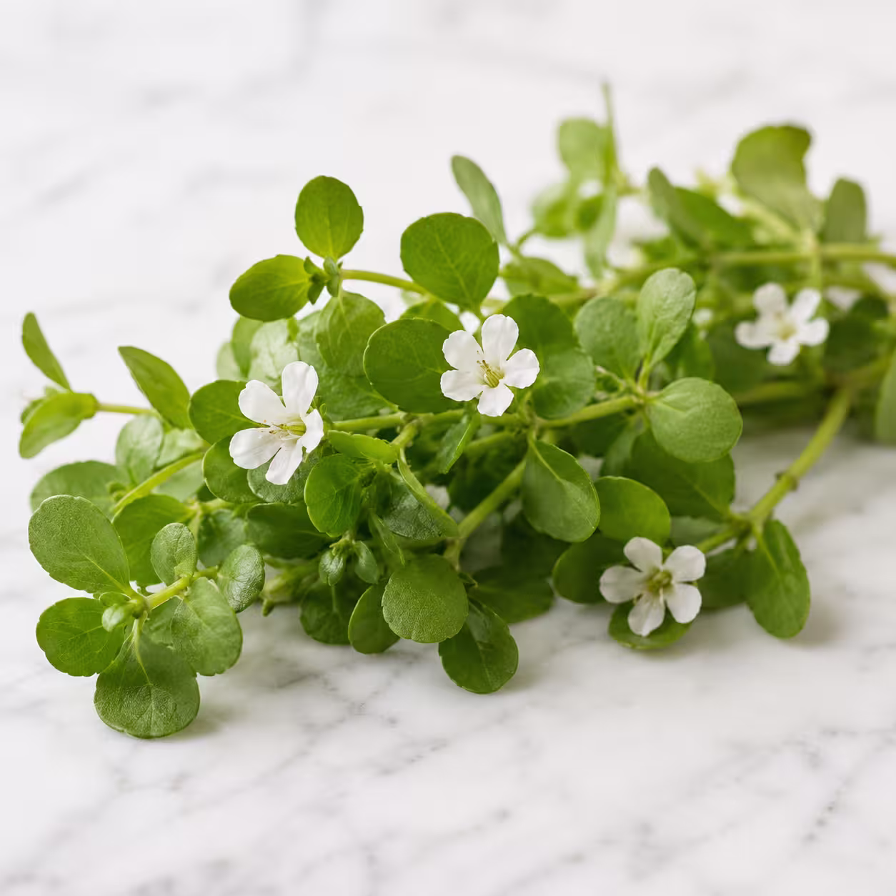 Bacopa Monnieri
