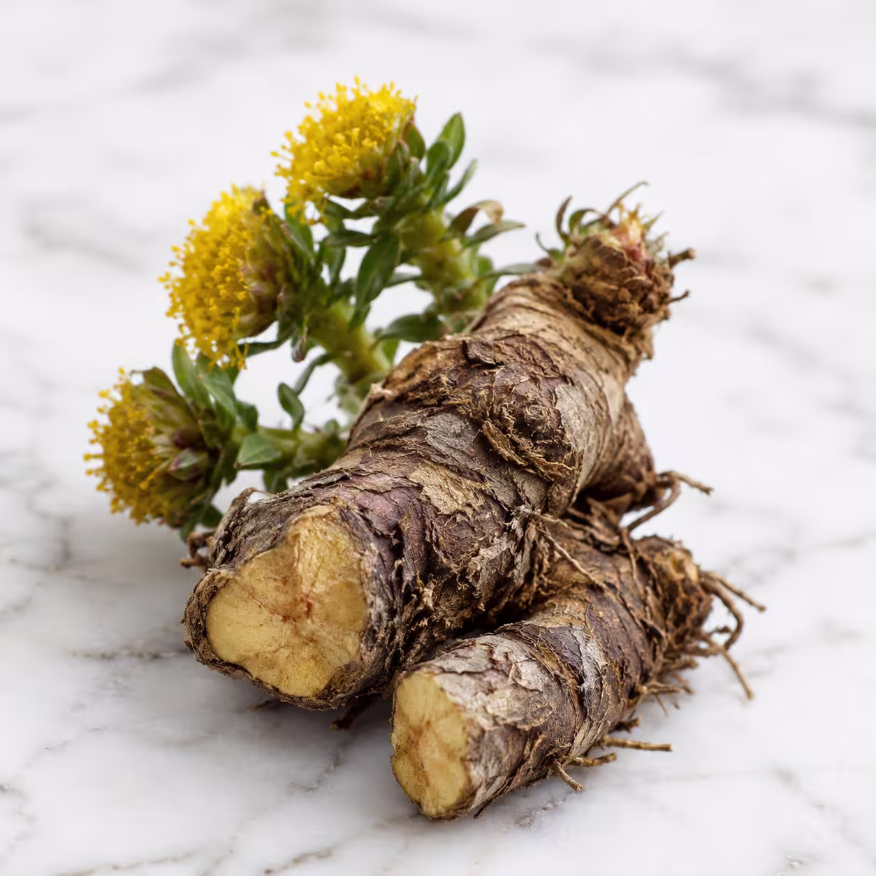 Rhodiola Rosea Root