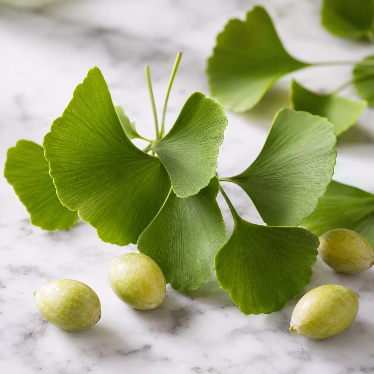 Ginkgo Biloba