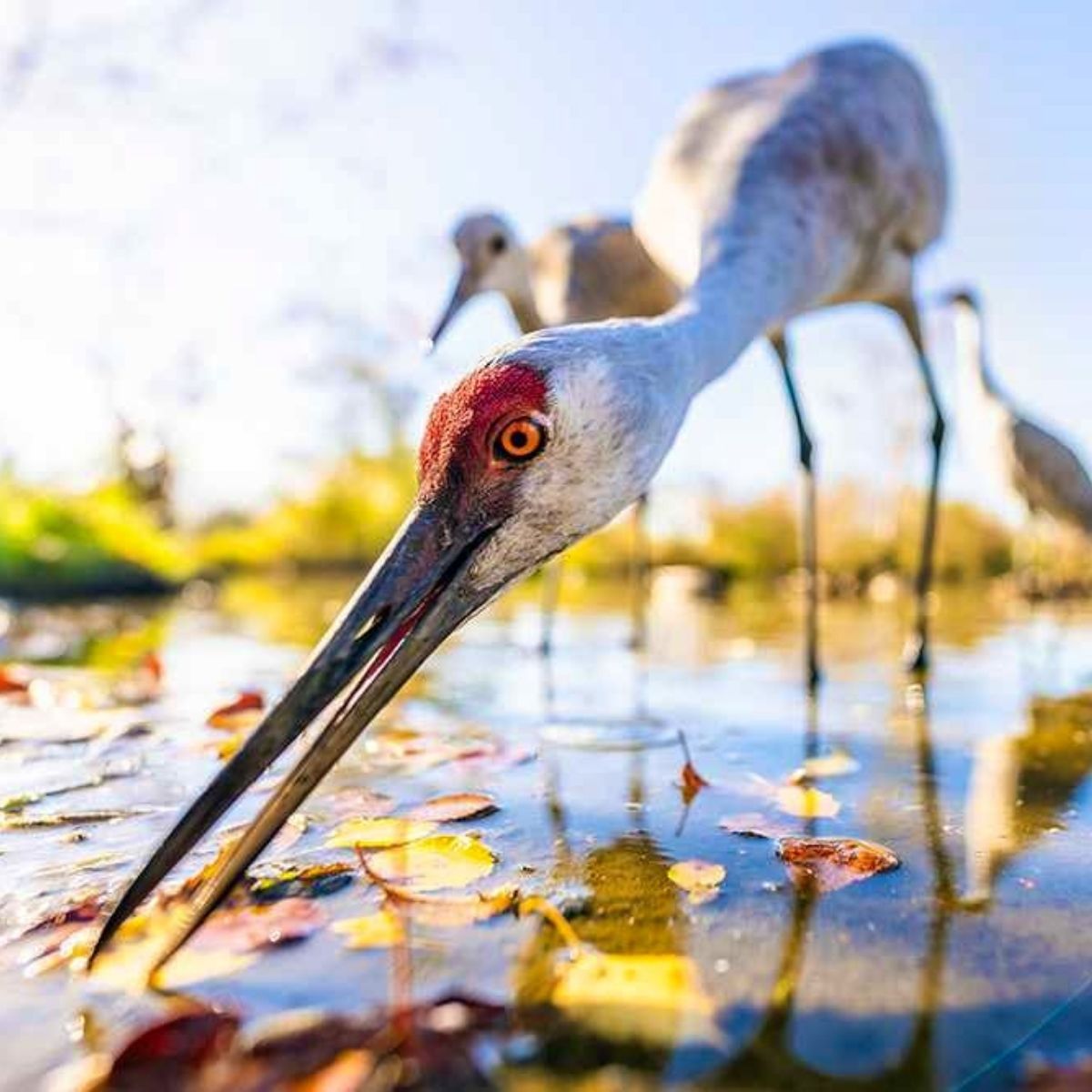 Bird photography at Sempach