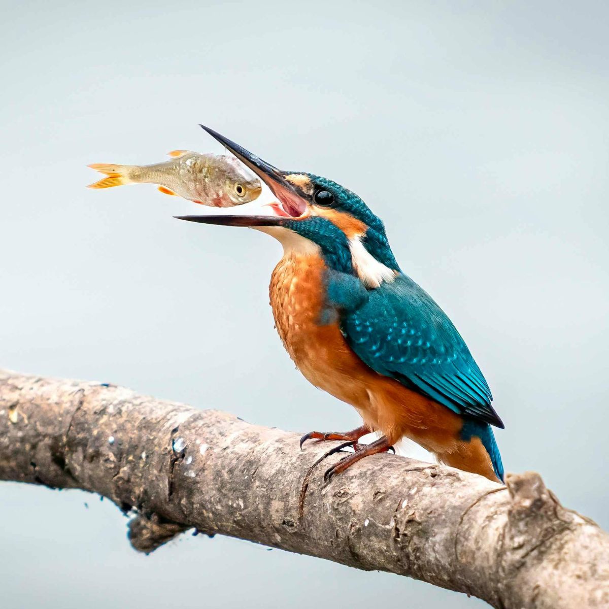 Bird photography at BirdLife Neeracherried