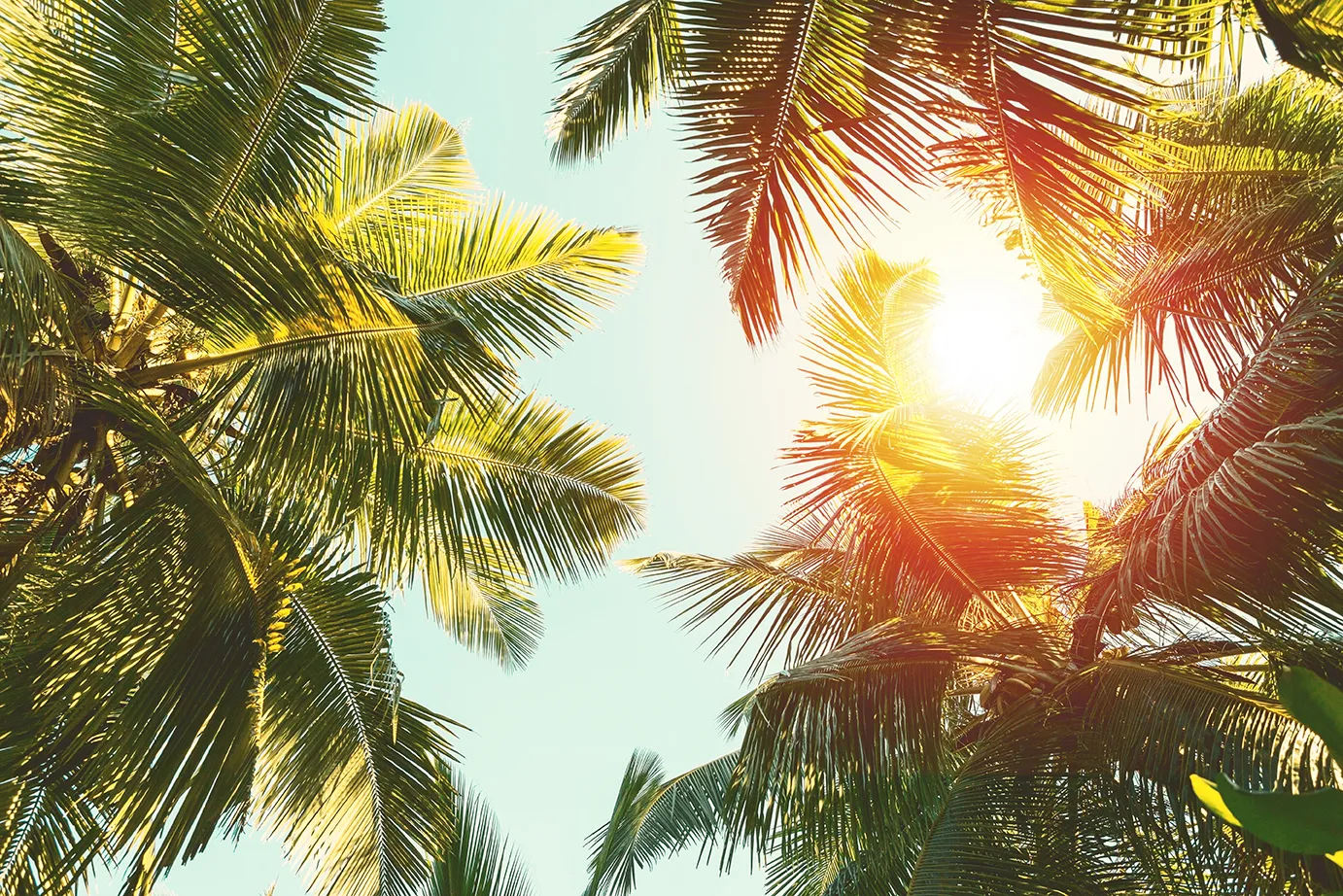palm trees; background image; Miami Florida