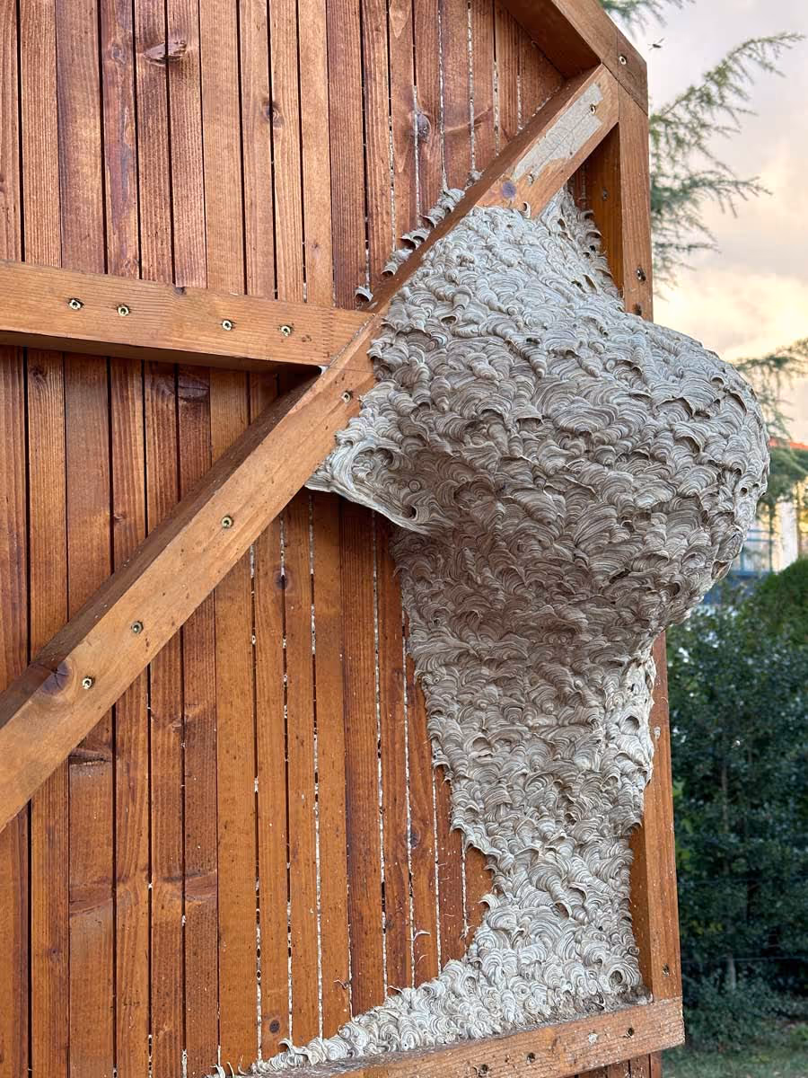 Nid de guêpes dans un caisson de store traité à Neuchâtel