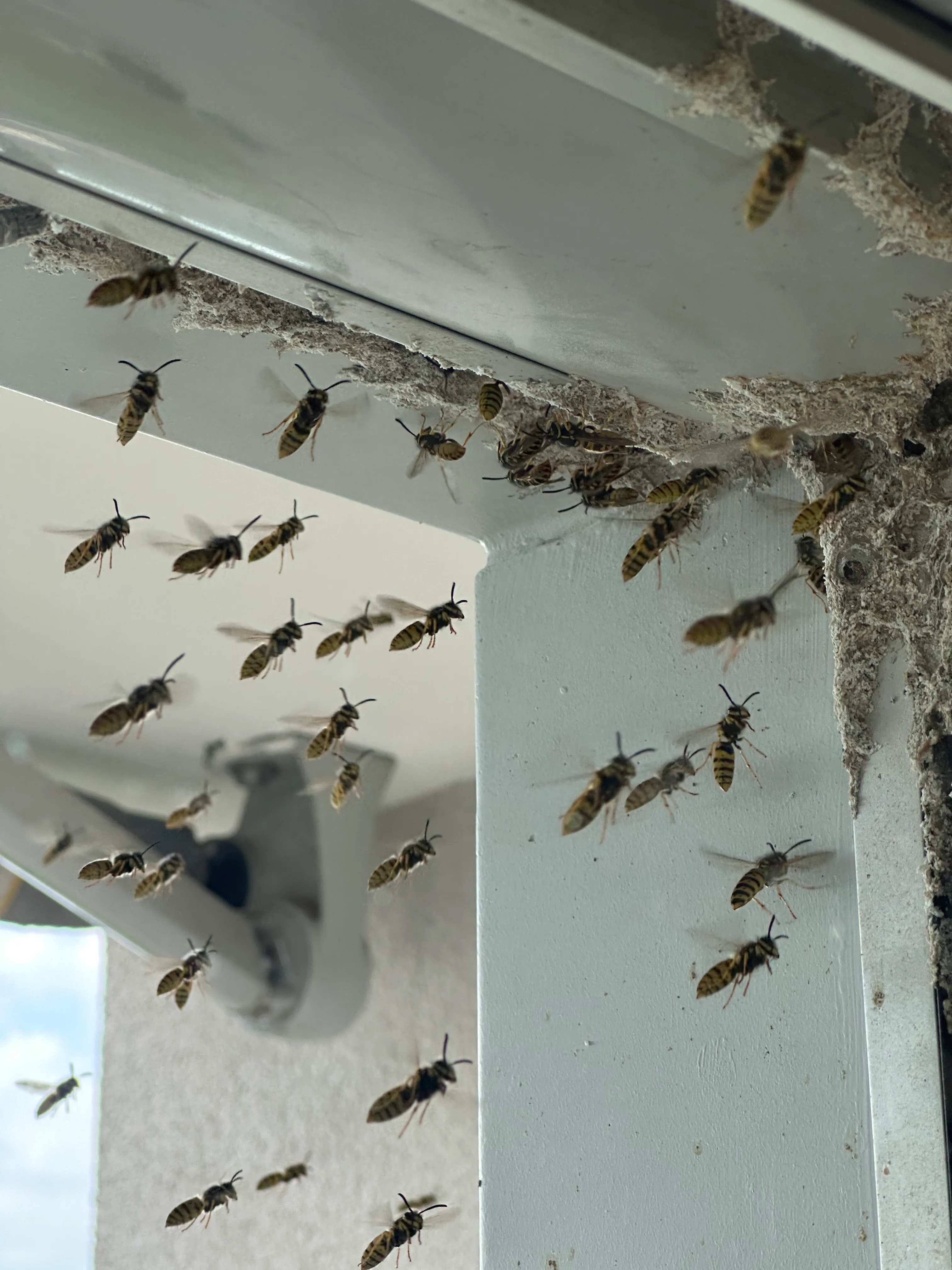 Nid de guêpes dans un caisson de store traité à Neuchâtel