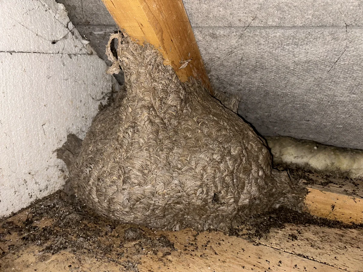 Nid de guêpes dans un grenier à Orbe