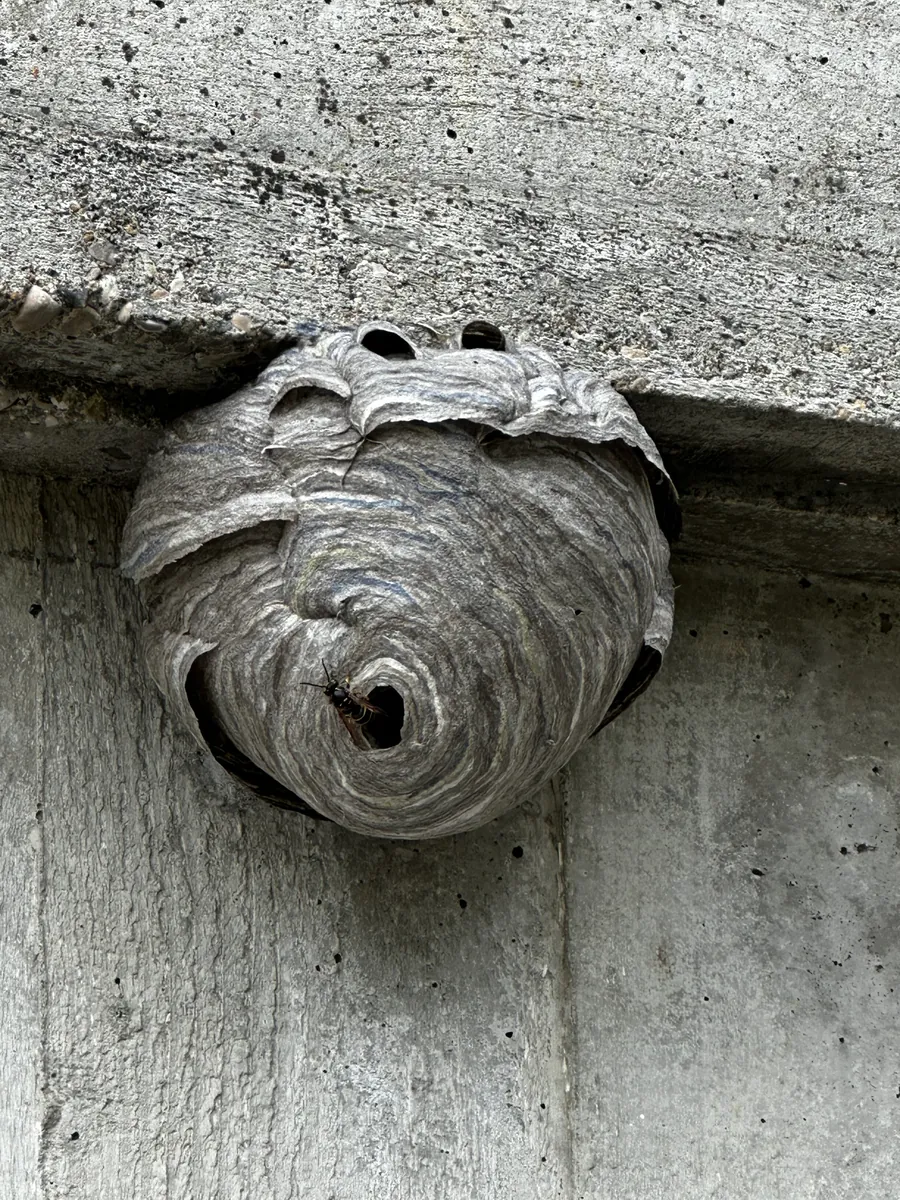 Nid de guêpes dans un garage à Orbe