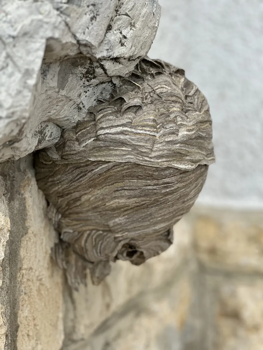 Nid de frelons sur une façade à Orbe